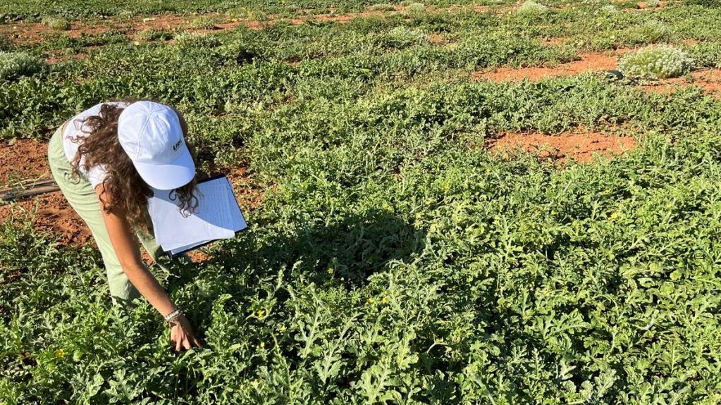 cucurabiot proyecto cucurbitaceas|cucurabiot proyecto cucurbitaceas